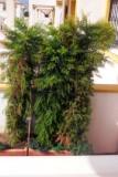 Spruces give private space