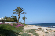 Santa Pola Beach with Palms & Flowers