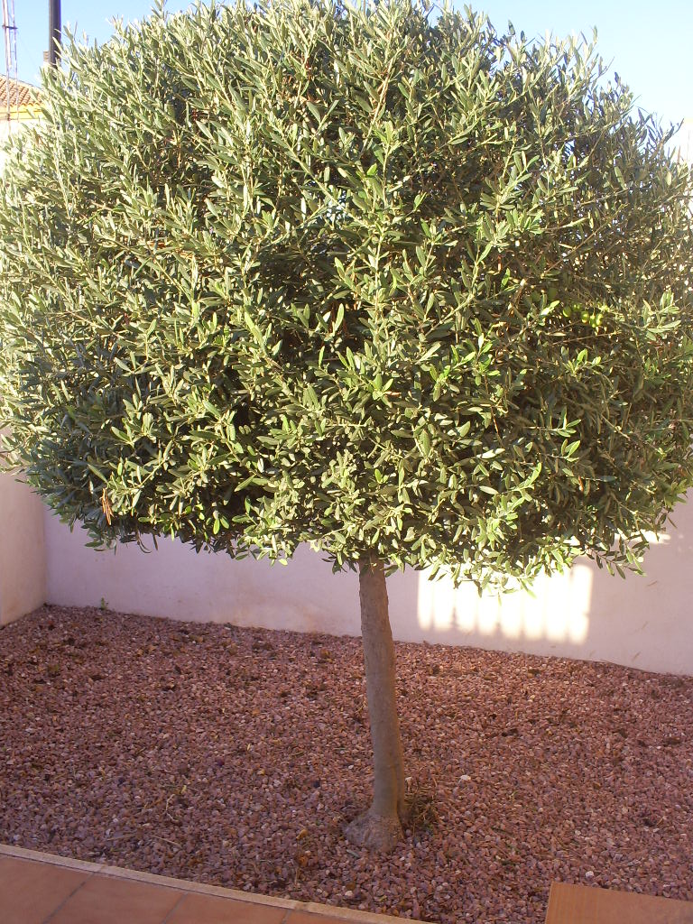 OliveTreeGardenFront.JPG
